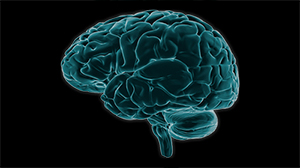 brain3